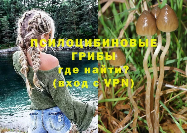 прущие грибы Белокуриха